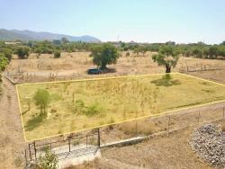 Gelände Zu Verkaufen in Zeytinalanı Bz. Köyceğiz - Feld-Zonierung - 12.000 m²