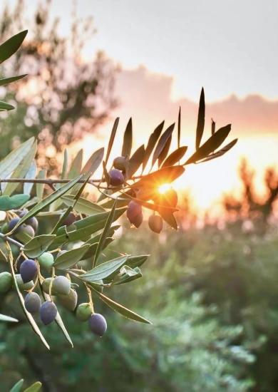 About Zeytinalani And Toparlar Neighborhoods