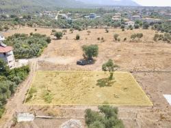 Köyceğiz Zeytinalanı Mah. Satılık Arazi - Tarla İmar Durumlu - 12.000 m²